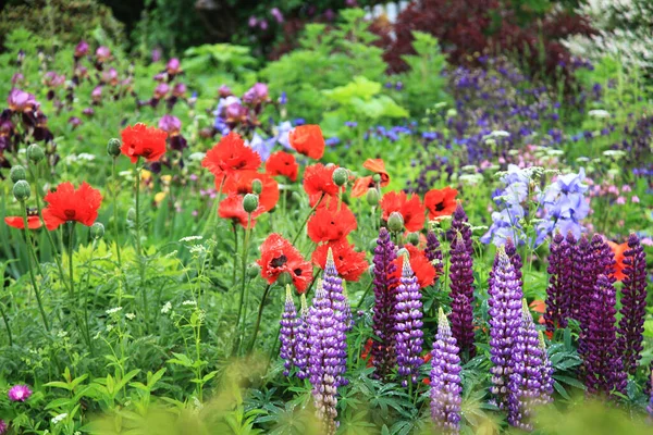 Güzel mor lupin çiçekleri (Lupinus) ve gelincikler