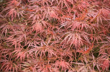 Sonbaharda acer palmatum yaprakları
