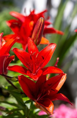 Bahçede kırmızı zambak çiçek açıyor.