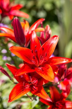 Bahçede kırmızı zambak çiçek açıyor.