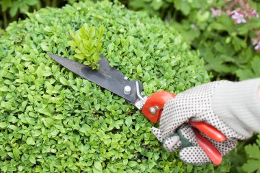 Koruyucu eldivenlerle bir kutu odunu (Buxus sempervirens) kesip budamak