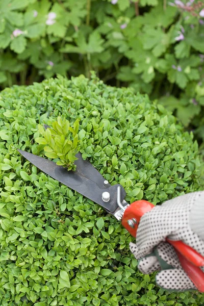 Cutting Pruning Boxwood Buxus Sempervirens Protective Gloves — Stock Photo, Image