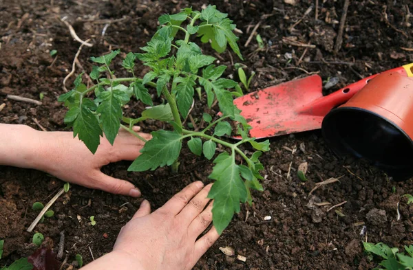 Hands Planting Tomato Seedlings Garden Soil — Stock Photo, Image