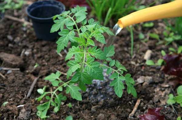 Riego Plántulas Tomate Recién Plantadas — Foto de Stock