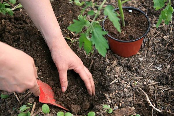 Manos Plantando Plántulas Tomate Suelo Del Jardín — Foto de Stock