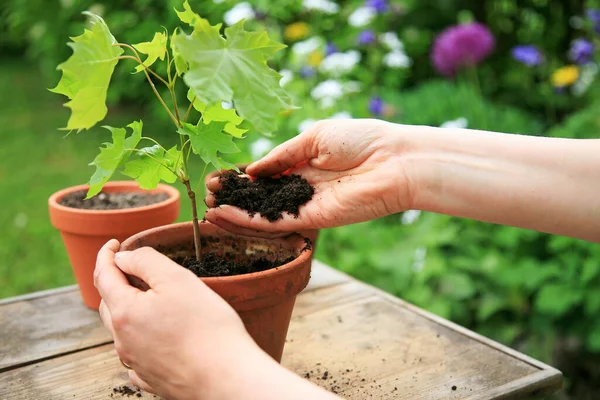 Hands Planting Maple Tree Seedling Flower Pot — Stock Photo, Image
