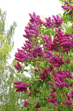 İlkbaharda pembe leylaklar (Şırınga)