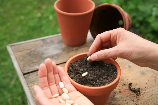 Hands Planting Beans Flower Pot — Stock Photo, Image