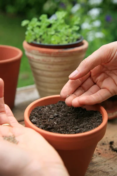 Hands Planting Seeds Flower Pot — Stock Photo, Image