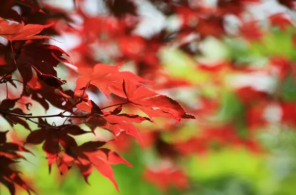 Autumnal Branch Red Maple Leaves — Stockfoto