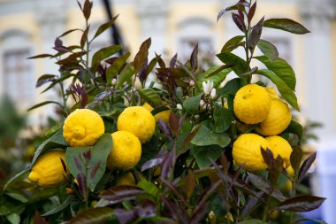 Limon ağacında taze limonlar