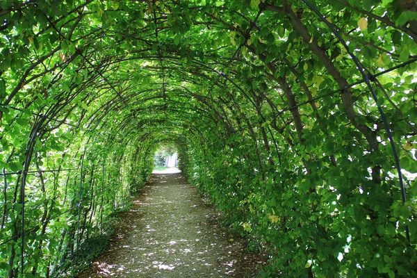 Green plant tunnel in the garden
