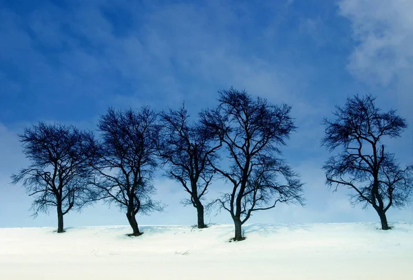 Χειμερινό Τοπίο Δέντρα Και Χιόνι — Φωτογραφία Αρχείου