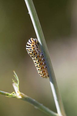 Bir dereotunun üzerinde Eski Dünya kırlangıcının tırtılları (Papilio machaon)