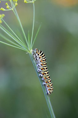 Bir dereotunun üzerinde Eski Dünya kırlangıcının tırtılları (Papilio machaon)