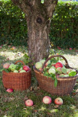 Hasır bir sepette toplanan sonbahar elmaları