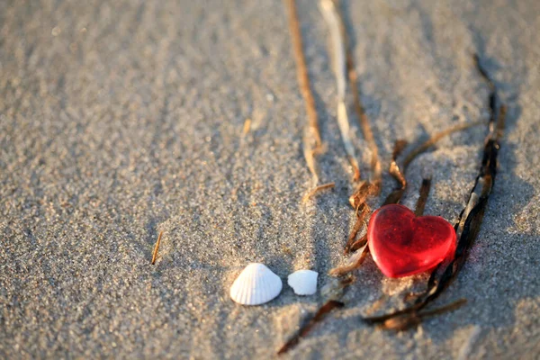 Small Red Shiny Heart Clamshells Lying Sand Beach — Zdjęcie stockowe