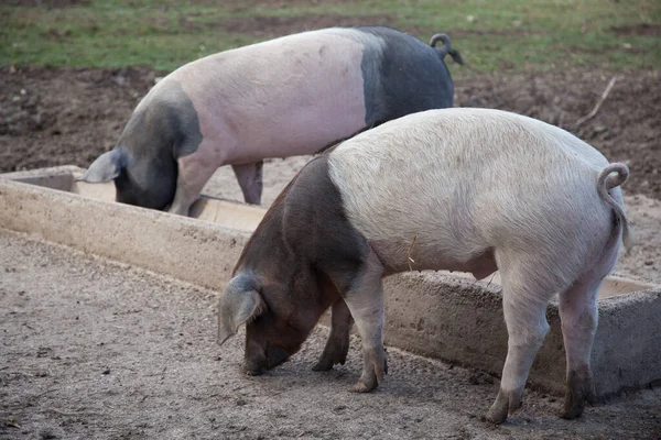 Two outdoor dirty pigs eating at the trough