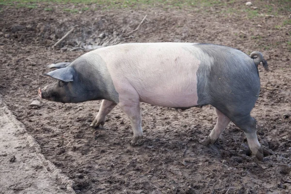 Outdoor Dirty Pig Walking —  Fotos de Stock