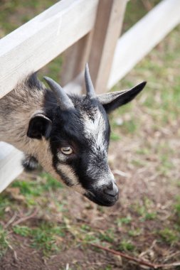 Young goat looking through a wooden fence