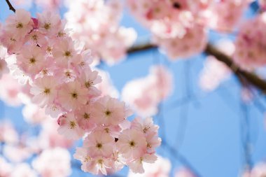 Mavi gökyüzüne karşı kiraz çiçeği