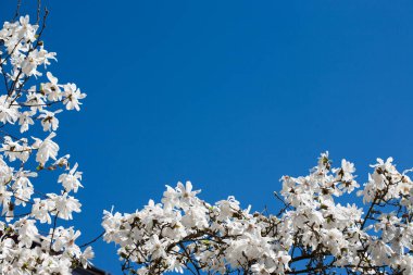 White magnolia blossom framing a blue sky