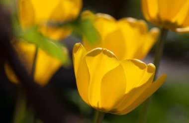 Yellow tulips in the garden at springtime