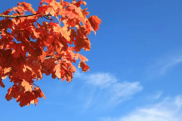 Red Maple Leaves Front Blue Sky Copy Space — Stockfoto