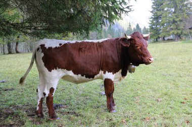 Bavarian cow standing on the pasture looking at camera