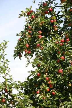 Apple tree full with ripe red apples