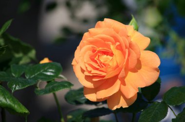 Bahçede çiçek açan portakal gülü