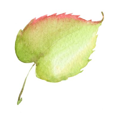 Beyaz arka plan üzerinde izole renkli yaprak.