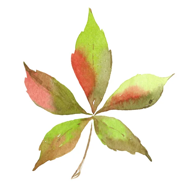 Kolorowy liść na białym tle. — Zdjęcie stockowe