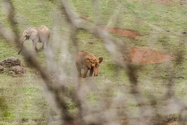 Indischer Elefant — Stockfoto