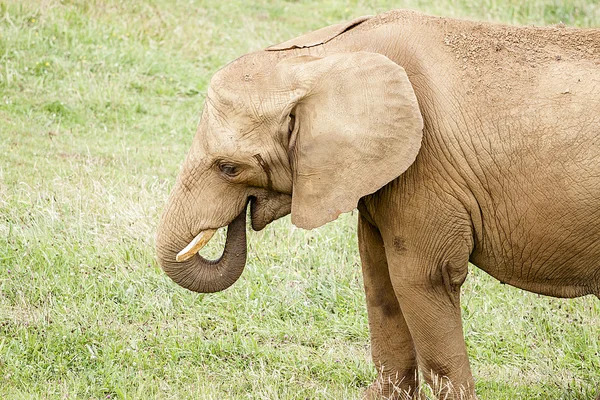 Indische olifant — Stockfoto