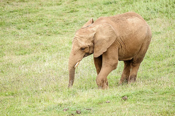 Indisk elefant — Stockfoto