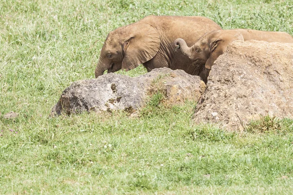 Indiase olifantenkudde — Stockfoto