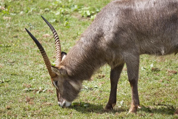 A Ibex. — стоковое фото
