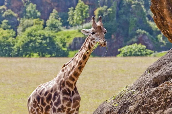 Giraffe — Stockfoto