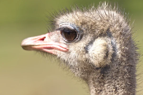 A Ostrich — Stock Photo, Image