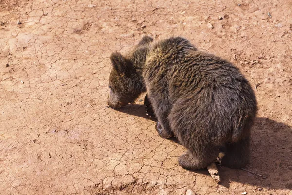 Um urso. — Fotografia de Stock