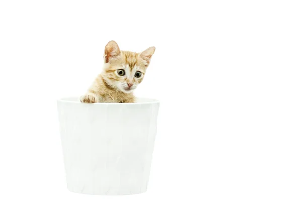 Domestic Cat — Stock Photo, Image