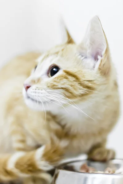 Domestic Cat — Stock Photo, Image