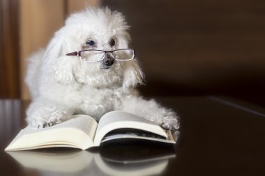 kitap okuma kaniş
