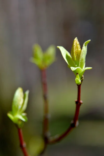 Tavaszi Évszak Levelek Rügyek Növényfejlesztés Szakasza Fiatalok Számára Relevánsak Vonzóak — Stock Fotó