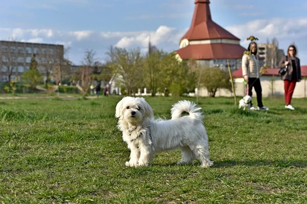A small dog, a white lap dog, walks in a clearing in full growth, separate from buildings and people.