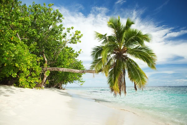 Tropisch strand met palmboom — Stockfoto