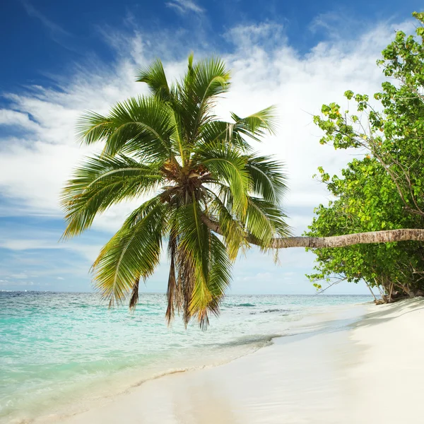 Tropisch strand met palmboom — Stockfoto