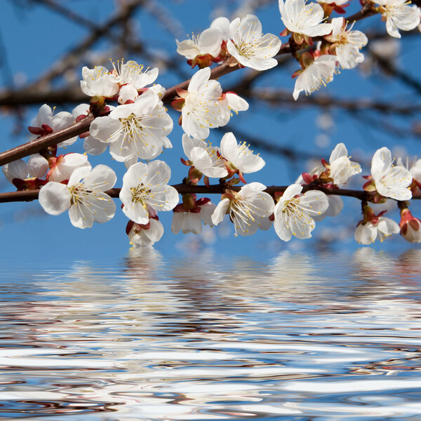 весенняя красота