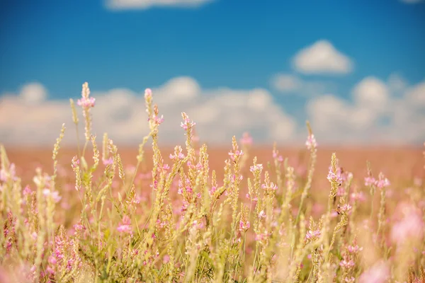 Flower field and blue sky background — Stock Photo, Image